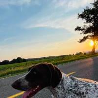 Dog standing in the street at sunset